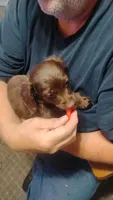 Teddy, a male Miniature Dachshund for sale in Yakima, WA – 4 of 6