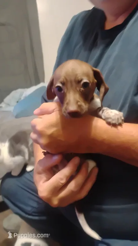 Copper – Miniature Dachshund puppy for sale in Yakima, WA