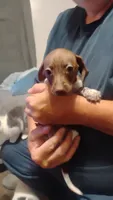 Copper, a male Miniature Dachshund for sale in Yakima, WA – 1 of 3