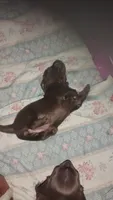 Teddy, a male Miniature Dachshund for sale in Yakima, WA – 5 of 6