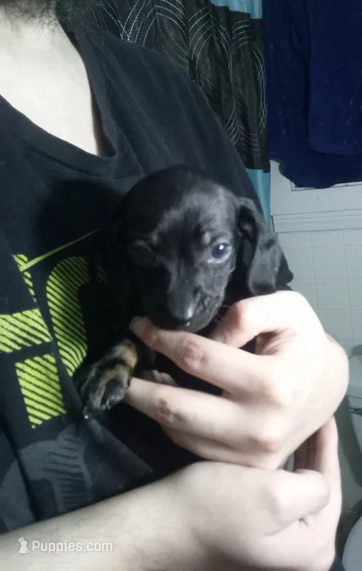 Crusoe – Miniature Dachshund puppy for sale in Tieton, WA
