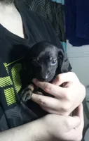 Crusoe, a male Miniature Dachshund for sale in Tieton, WA – 1 of 3