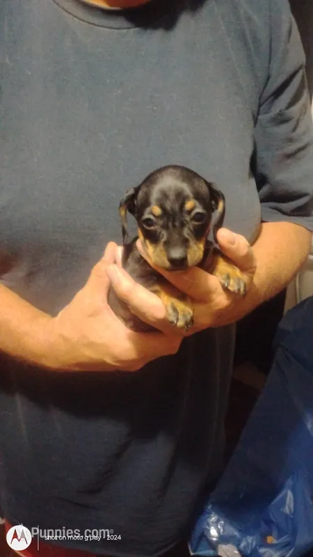 Pepper – Miniature Dachshund puppy for sale in Yakima, WA