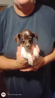 Fleck, a female Miniature Dachshund for sale in Yakima, WA – 2 of 3