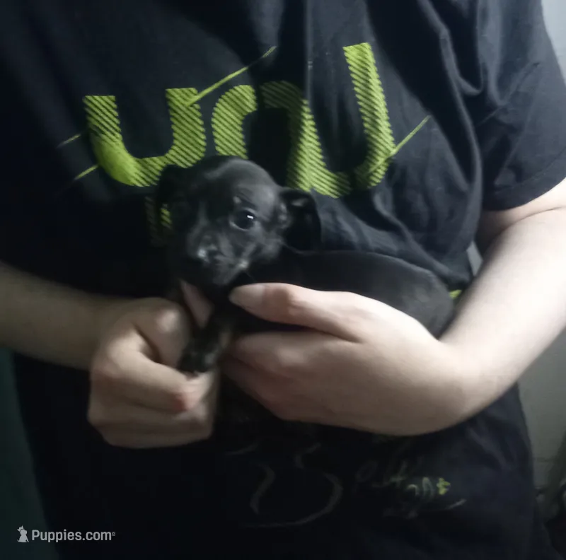 Daisy – Miniature Dachshund puppy for sale in Tieton, WA