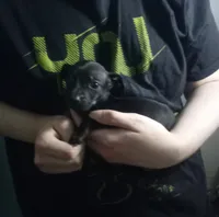 Daisy, a female Miniature Dachshund for sale in Tieton, WA – 1 of 3