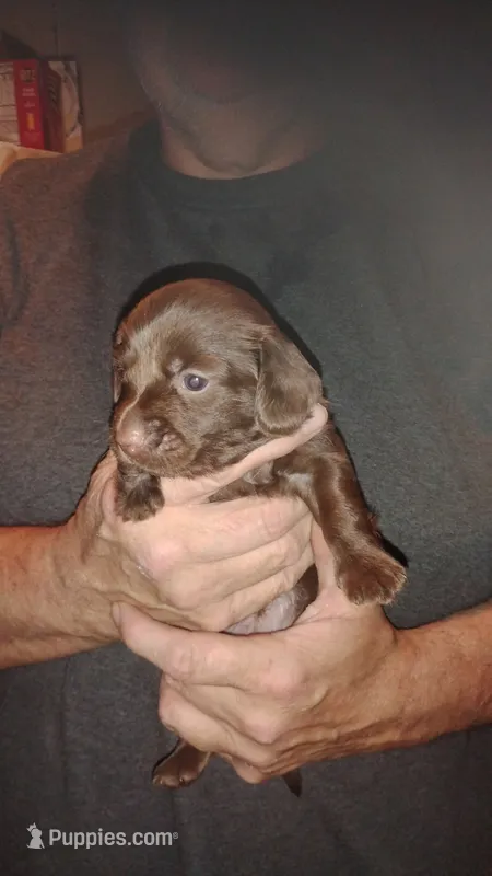Piper – Miniature Dachshund puppy for sale in Tieton, WA