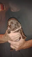 Piper, a male Miniature Dachshund for sale in Tieton, WA – 1 of 3