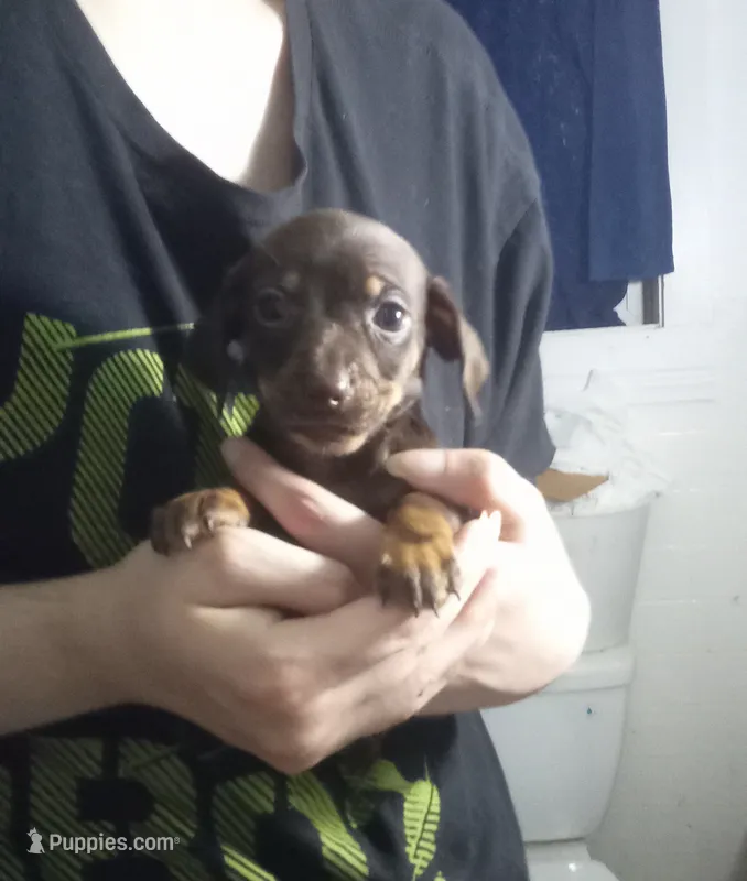 Winston  – Miniature Dachshund puppy for sale in Tieton, WA