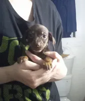 Winston , a male Miniature Dachshund for sale in Tieton, WA – 1 of 2