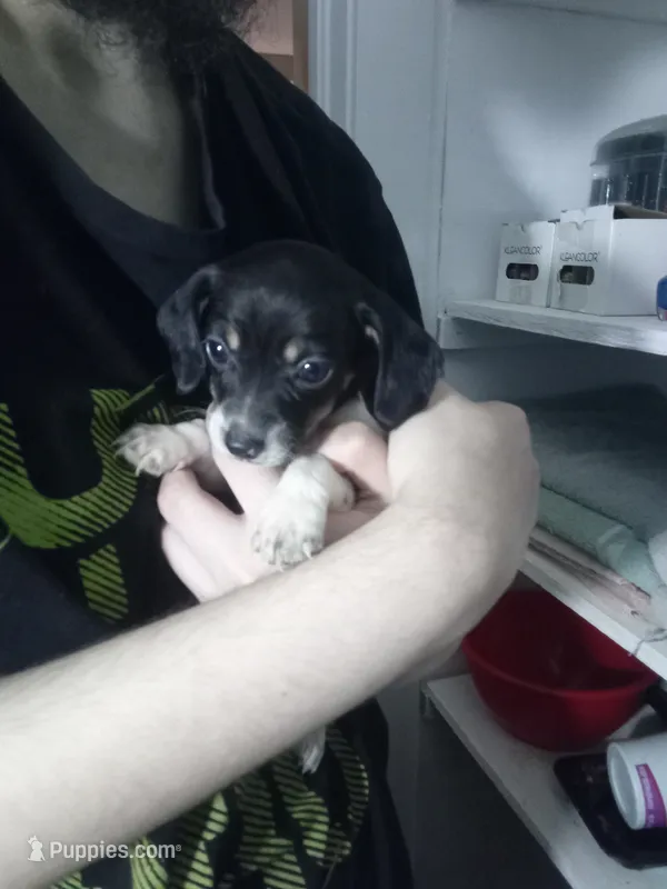 Tilly – Miniature Dachshund puppy for sale in Tieton, WA