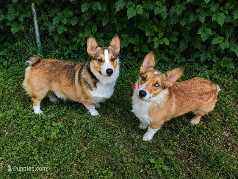 corgi puppies, a  Pembroke Welsh Corgi for sale in McMillan, MI – 1 of 1