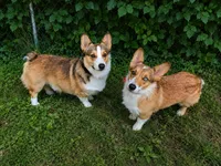 corgi puppies, a  Pembroke Welsh Corgi for sale in McMillan, MI – 1 of 1