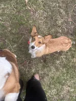 Brandy, a female Pembroke Welsh Corgi for sale in McMillan, MI – 2 of 2