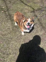 buster , a male Pembroke Welsh Corgi for sale in McMillan, MI – 2 of 3