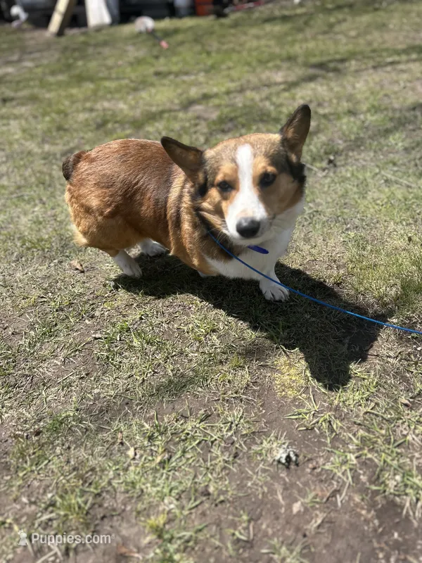 buster  – Pembroke Welsh Corgi puppy for sale in McMillan, MI