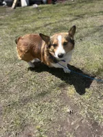 buster , a male Pembroke Welsh Corgi for sale in McMillan, MI – 1 of 3