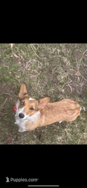 Brandy – Pembroke Welsh Corgi puppy for sale in McMillan, MI