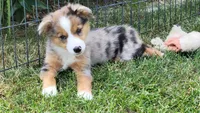 Bella, a female Miniature Australian Shepherd for sale in Winters, CA – 3 of 3