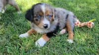 Faith, a female Miniature Australian Shepherd for sale in Winters, CA – 4 of 4