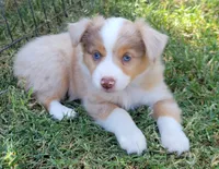 Reba, a female Miniature Australian Shepherd for sale in Winters, CA – 2 of 5