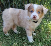 Reba, a female Miniature Australian Shepherd for sale in Winters, CA – 3 of 5