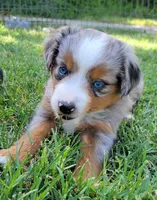 Dolly, a female Miniature Australian Shepherd for sale in Winters, CA – 2 of 5