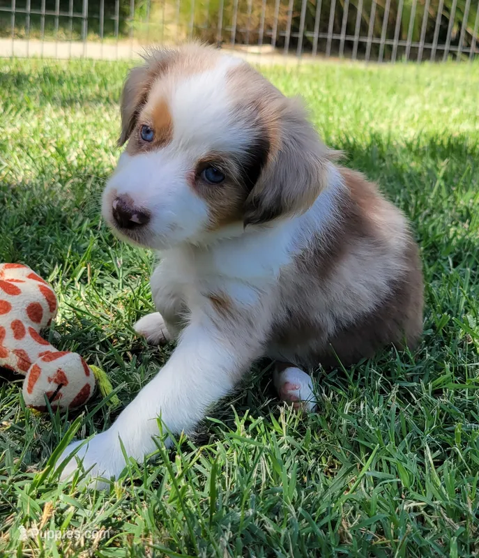 Lainey – Miniature Australian Shepherd puppy for sale in Winters, CA