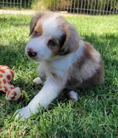 Lainey, a female Miniature Australian Shepherd for sale in Winters, CA – 1 of 4