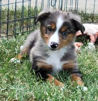 Beau, a male Miniature Australian Shepherd for sale in Winters, CA – 1 of 3