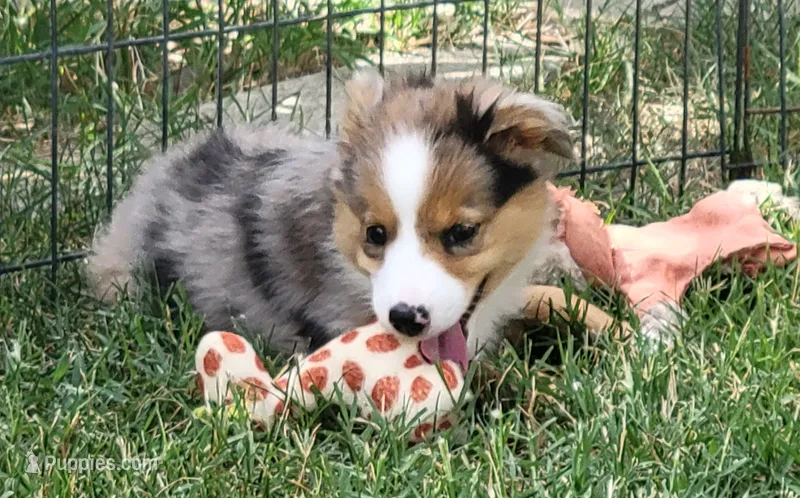Bella – Miniature Australian Shepherd puppy for sale in Winters, CA