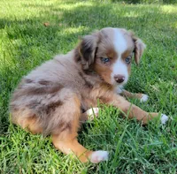 Shania, a female Miniature Australian Shepherd for sale in Winters, CA – 3 of 3