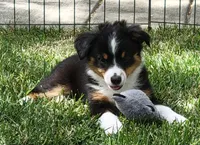 Izzy, a female Miniature Australian Shepherd for sale in Winters, CA – 5 of 6