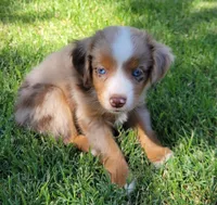 Shania, a female Miniature Australian Shepherd for sale in Winters, CA – 1 of 3
