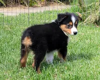 Jax, a female Miniature Australian Shepherd for sale in Winters, CA – 2 of 2