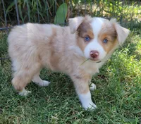 Reba, a female Miniature Australian Shepherd for sale in Winters, CA – 4 of 5