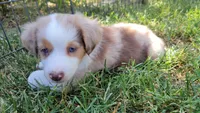 Lainey, a female Miniature Australian Shepherd for sale in Winters, CA – 2 of 4