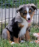 Beau, a male Miniature Australian Shepherd for sale in Winters, CA – 3 of 3
