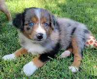 Faith, a female Miniature Australian Shepherd for sale in Winters, CA – 1 of 4