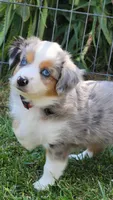 Ella, a female Miniature Australian Shepherd for sale in Winters, CA – 4 of 4