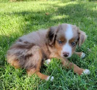 Shania, a female Miniature Australian Shepherd for sale in Winters, CA – 2 of 3