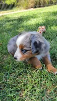 Dolly, a female Miniature Australian Shepherd for sale in Winters, CA – 4 of 5