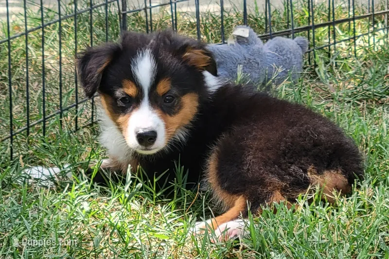 Jax – Miniature Australian Shepherd puppy for sale in Winters, CA