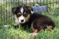 Jax, a female Miniature Australian Shepherd for sale in Winters, CA – 1 of 2