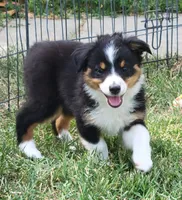 Izzy, a female Miniature Australian Shepherd for sale in Winters, CA – 3 of 6