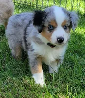 Ella, a female Miniature Australian Shepherd for sale in Winters, CA – 2 of 4