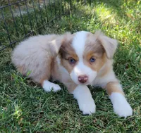 Reba, a female Miniature Australian Shepherd for sale in Winters, CA – 5 of 5