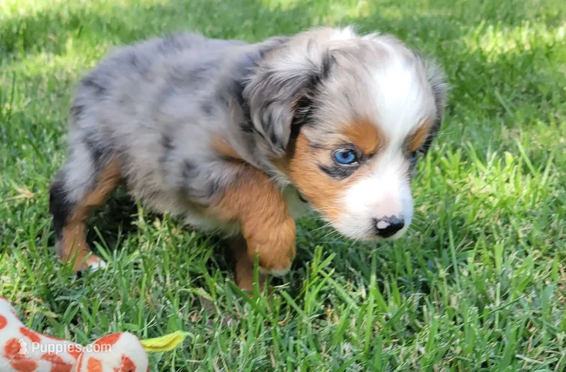 Dolly – Miniature Australian Shepherd puppy for sale in Winters, CA