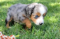 Dolly, a female Miniature Australian Shepherd for sale in Winters, CA – 1 of 5