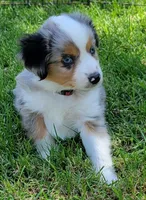 Ella, a female Miniature Australian Shepherd for sale in Winters, CA – 1 of 4